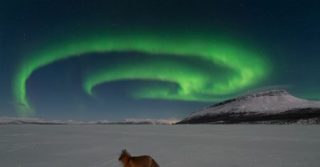 Les feux du renard arctique