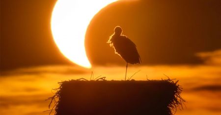 L'Éclipse et la Cigogne