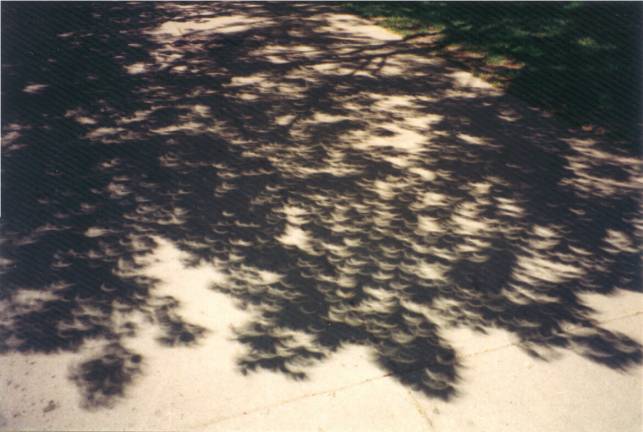 L\'arbre à éclipse