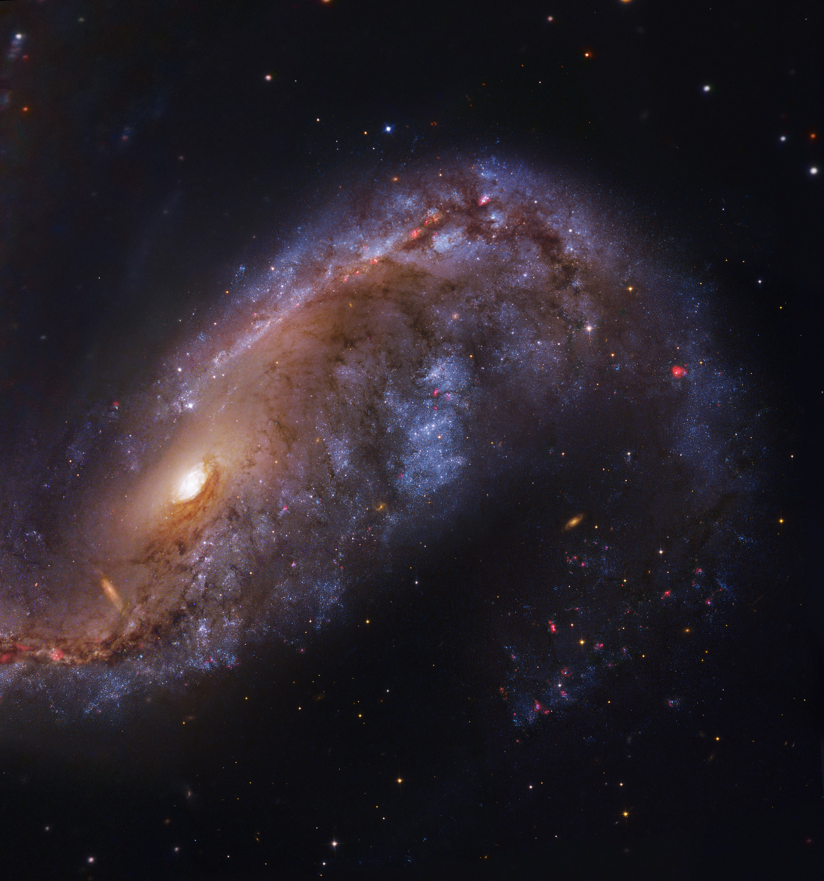 NGC 2442, crochet galactique