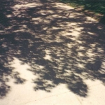 L'arbre à éclipse