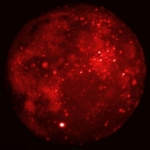 Lune éclipsée en infrarouge