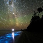 La nuit bioluminescente