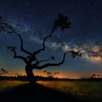 L'arbre galactique