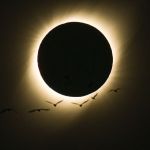 Oiseaux pendant une éclipse totale de soleil