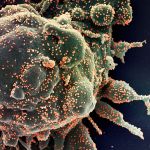 Un coronavirus inédit attaque l'humanité