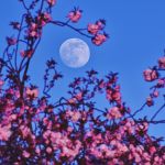 Lune rose de périgée