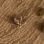 Une roche en forme de plante sur Mars