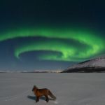 Les feux du renard arctique