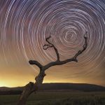 Racines du sud c&eacute;leste