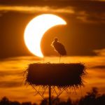 L'&Eacute;clipse et la Cigogne