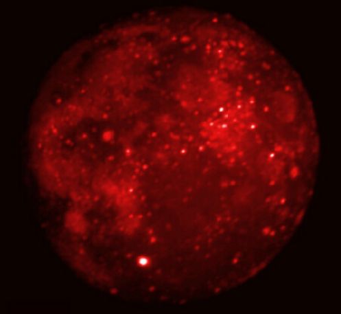 Lune éclipsée en infrarouge