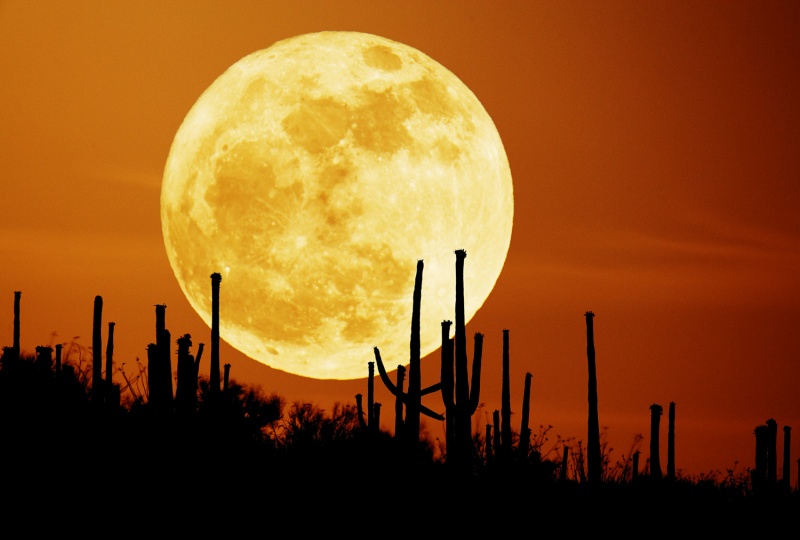 La Lune de Saguaro