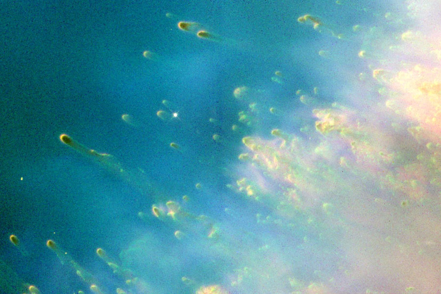 Curieux globules cométaires dans la nébuleuse Hélix