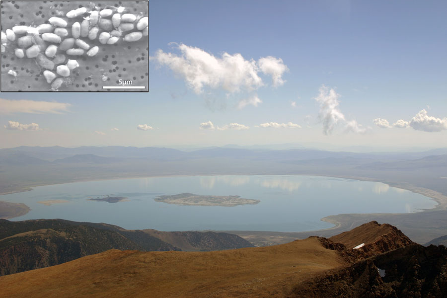 Le lac Mono, foyer d’un étrange micro-organisme