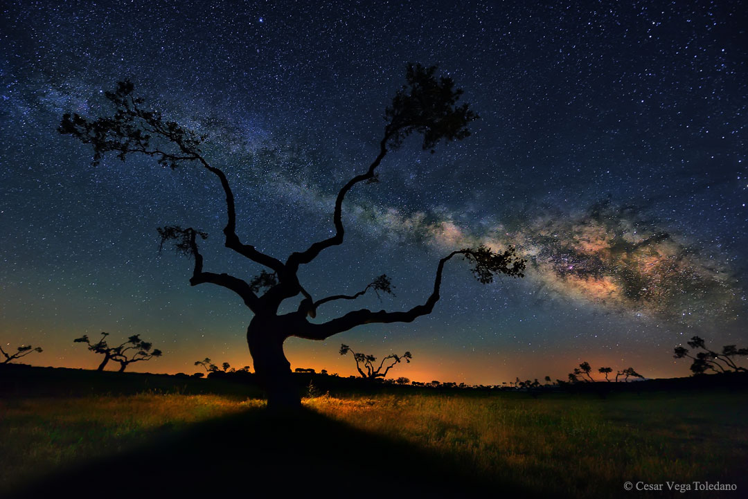 L\'arbre galactique