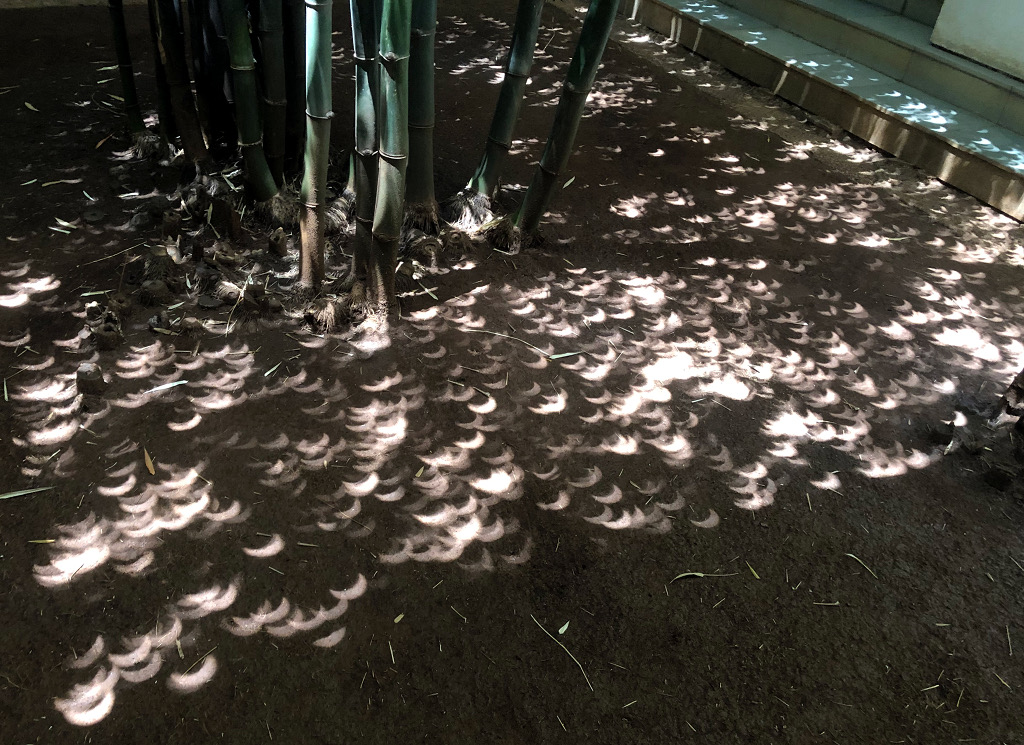 Éclipse sous les bambous
