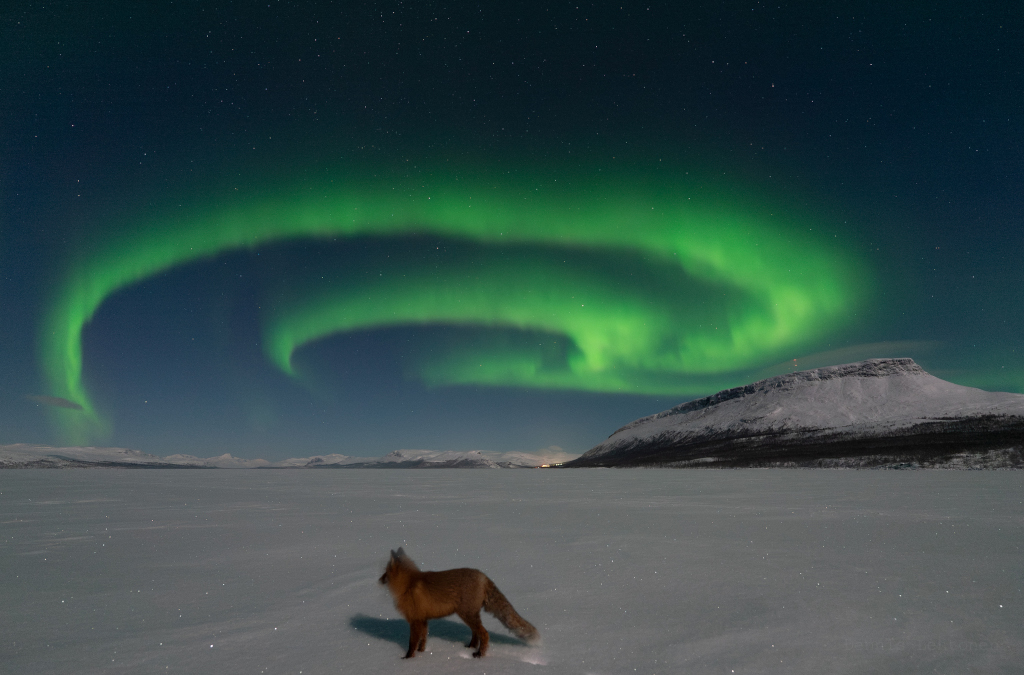 Les feux du renard arctique